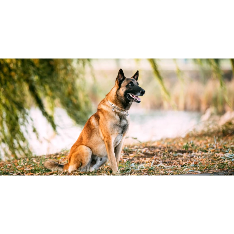 Belgian Sheepdog