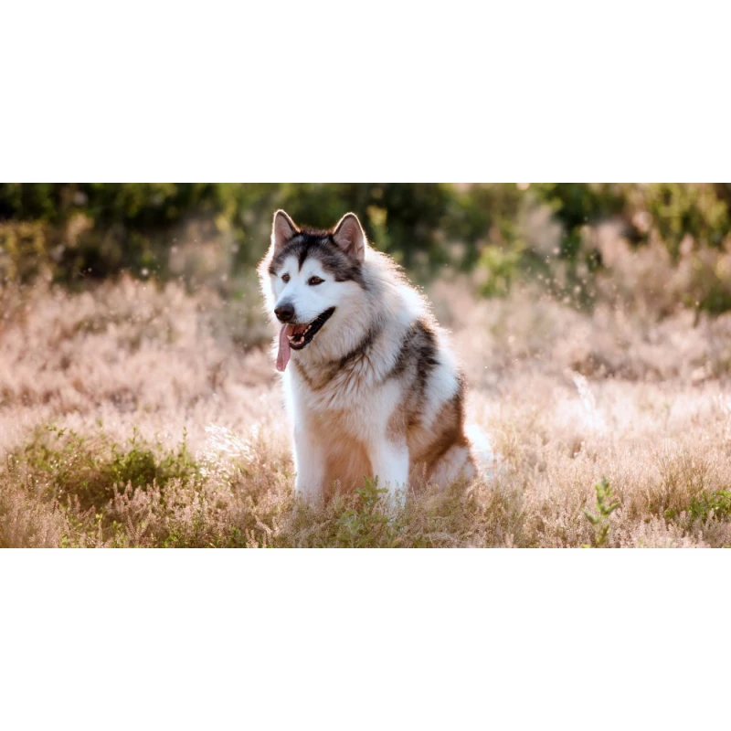 Alaskan Malamute