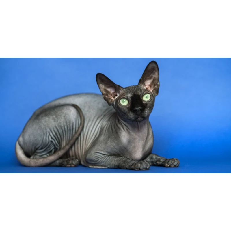 Sphynx